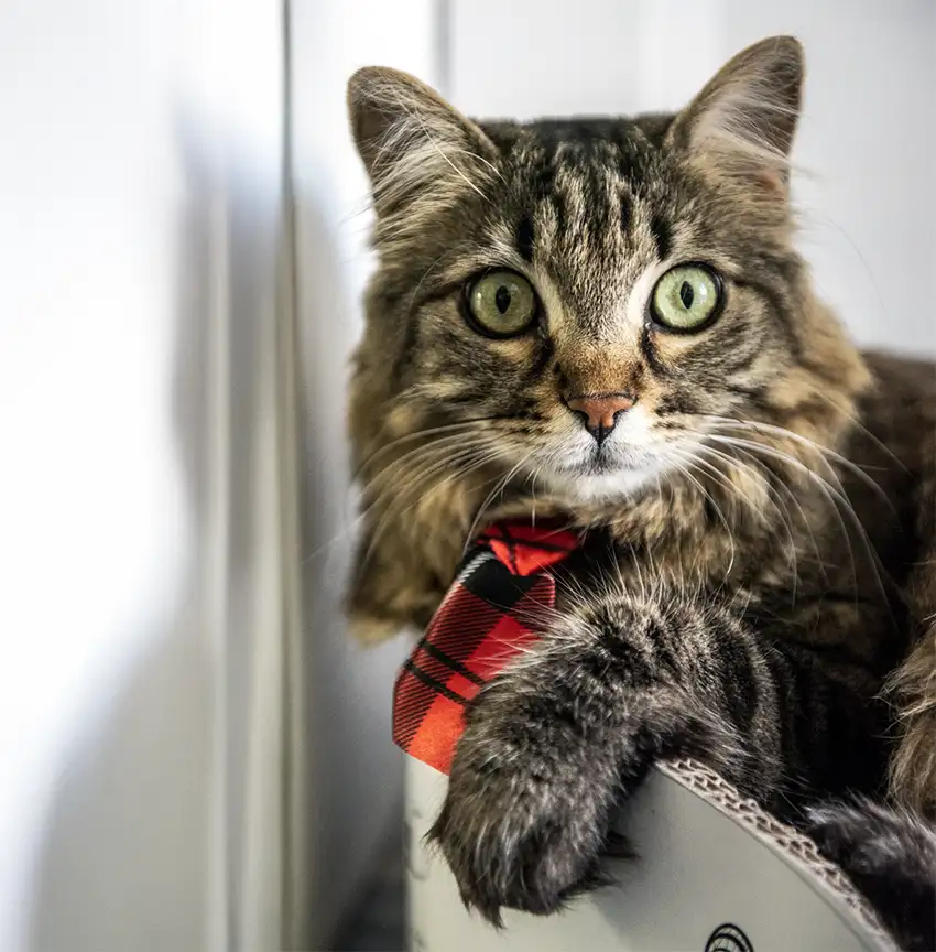 Soluzioni su misura per il benessere felino