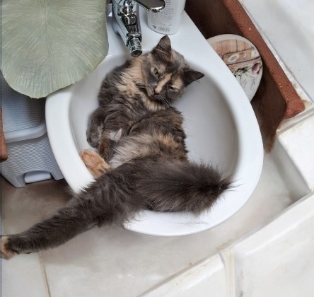 Problemi comportamentali del gatto