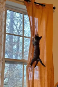 graffiature tende gatto