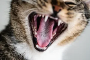 aggressività del gatto