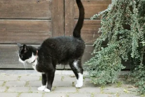 marcature urina gatto