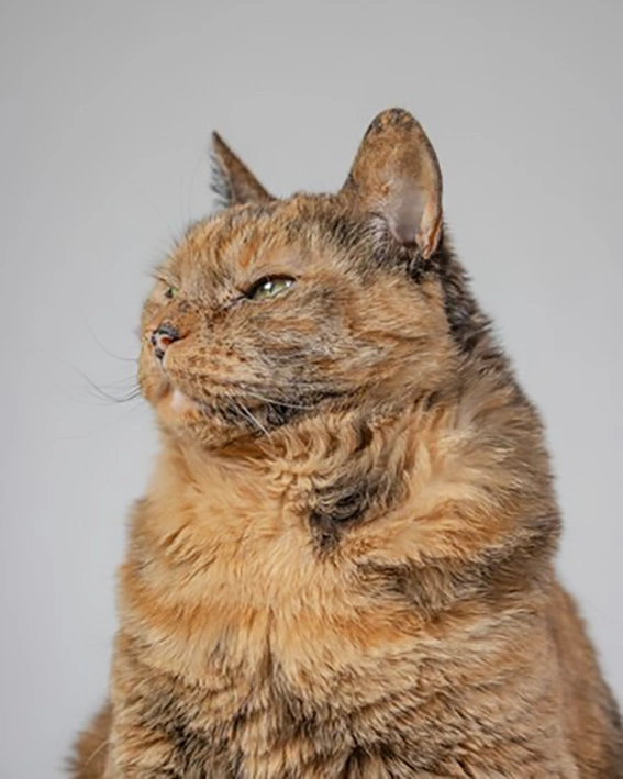 gatto anziano