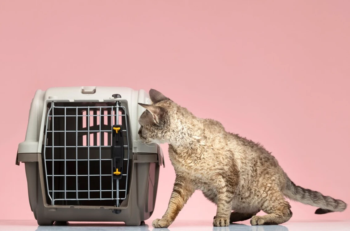 gatti e tearsportino