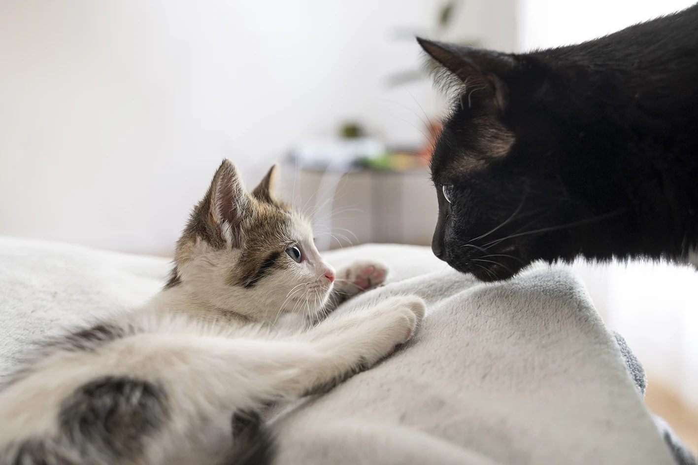 Inserimento di un gatto