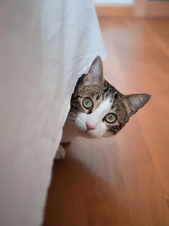 paura nel gatto