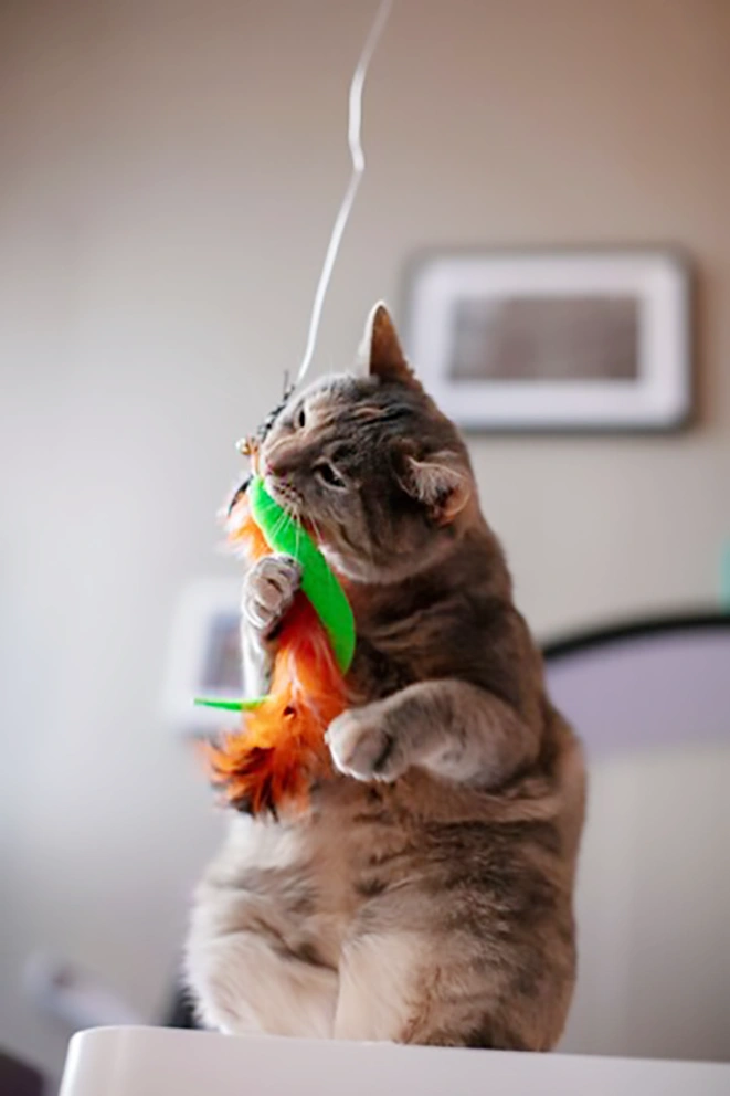 qualità vita gatto